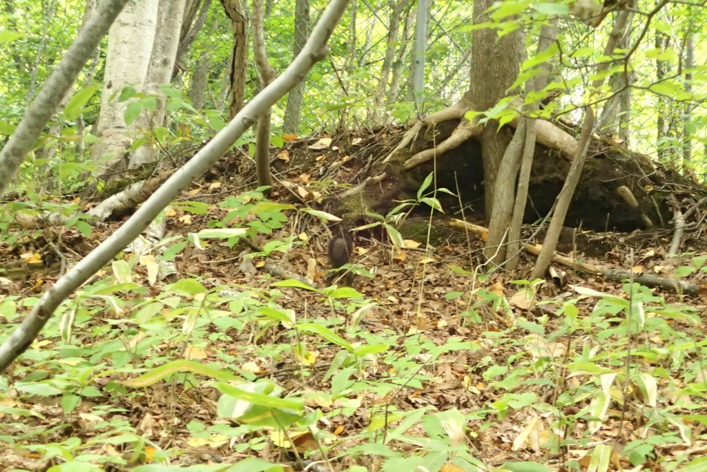 エゾリス後ろ姿