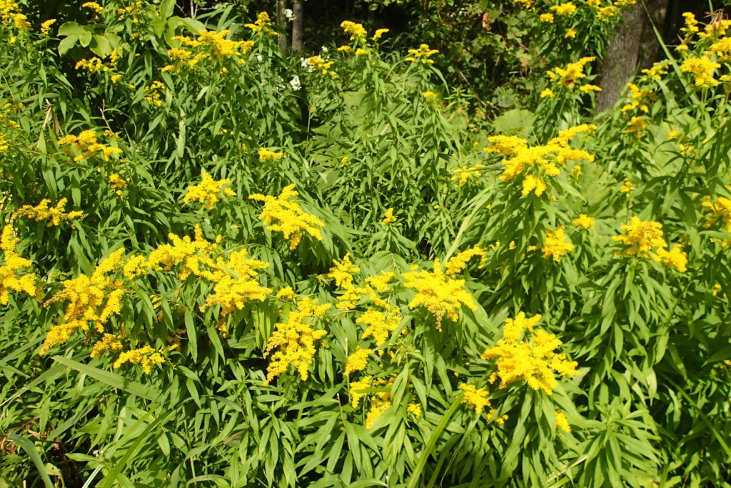 オオアワダチソウ