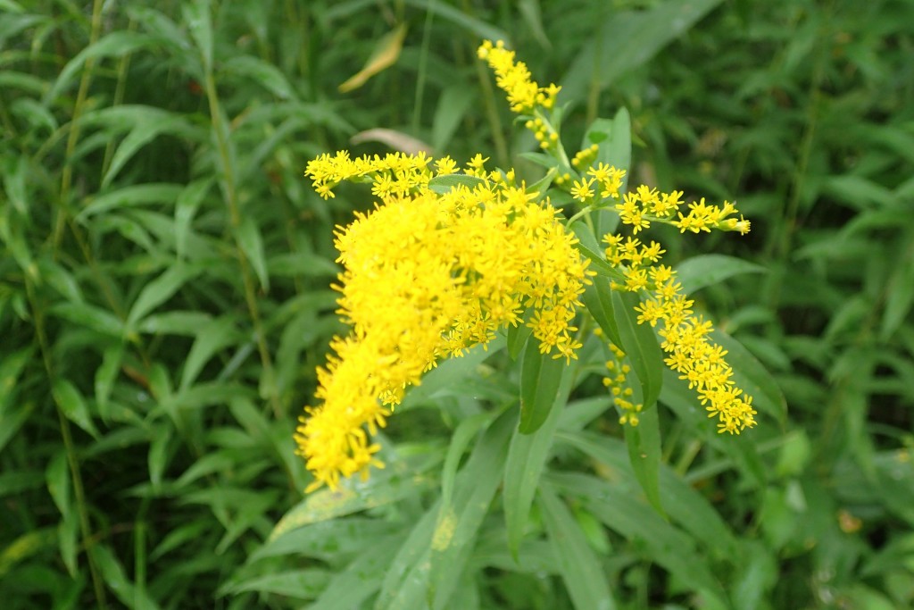 オオアワダチソウ全開