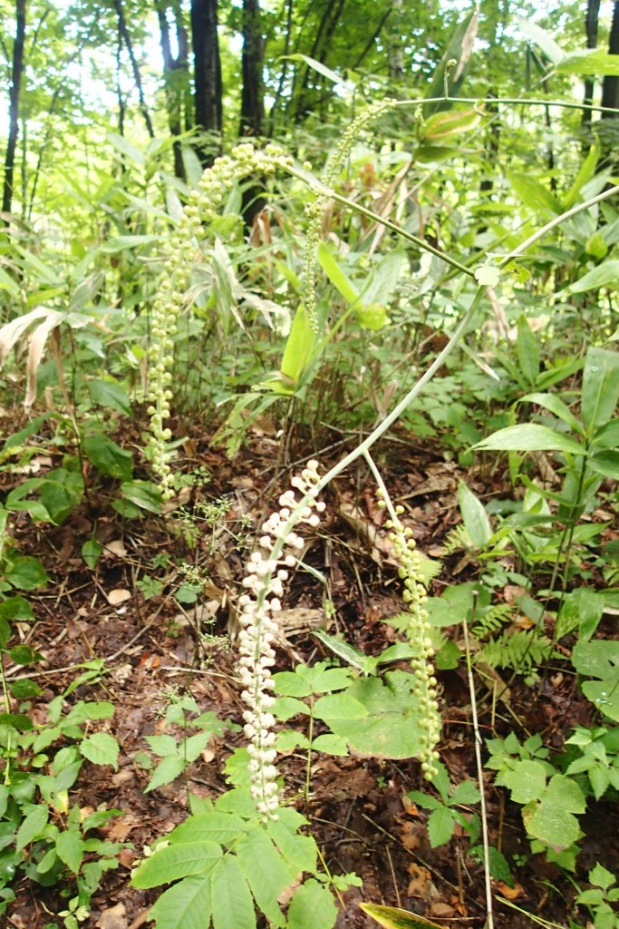 サラシナショウマ