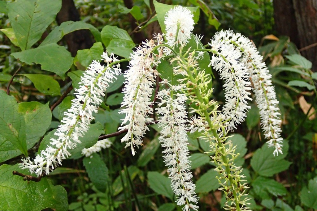 サラシナショウマ