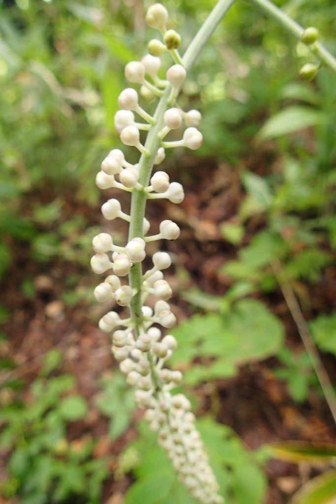 サラシナショウマの蕾