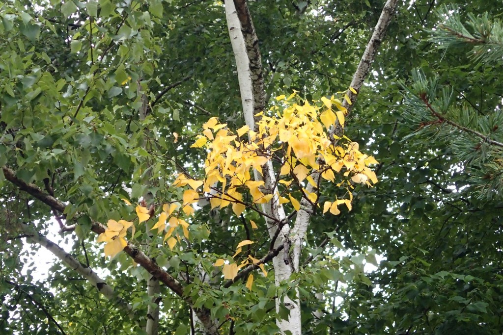 シラカンバ（シラカバ）黄葉