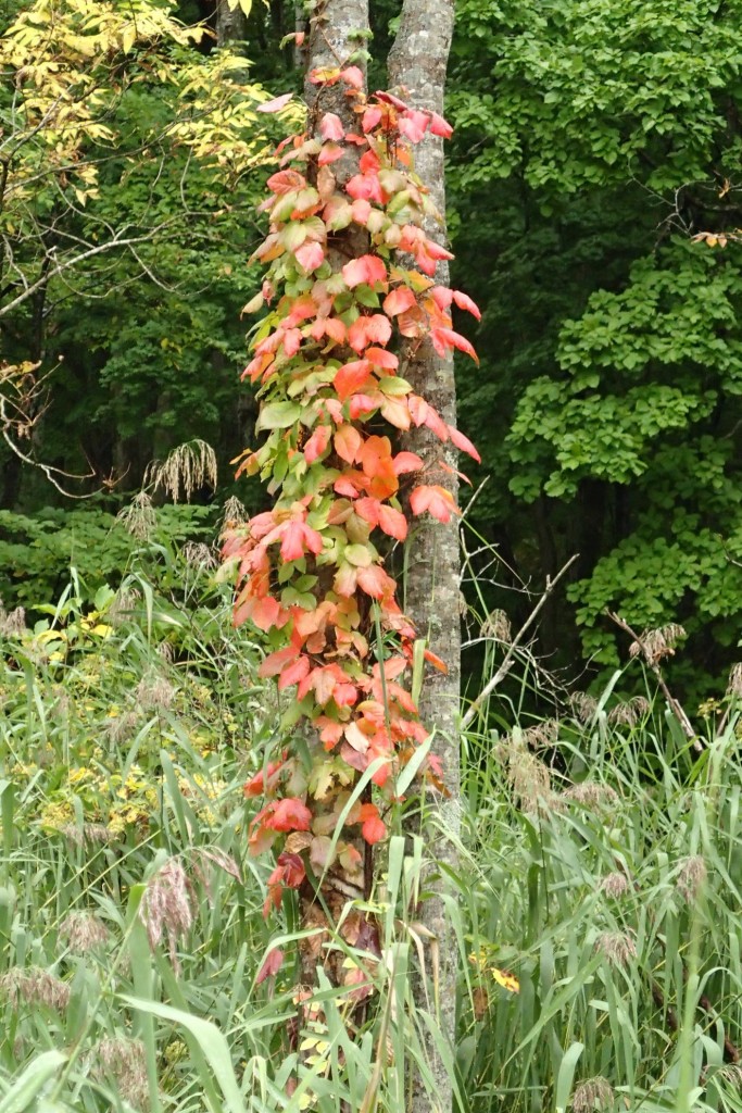 ツタウルシ紅葉