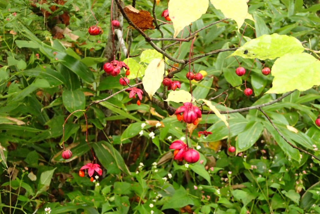 ツリバナ種実２