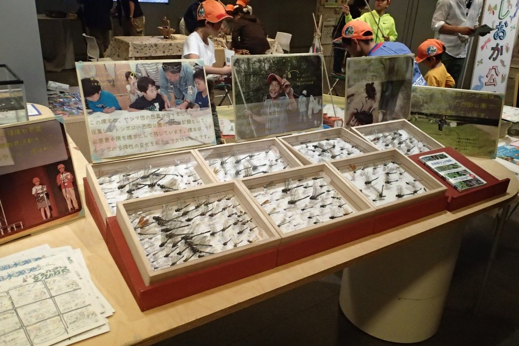 トンボの標本展示