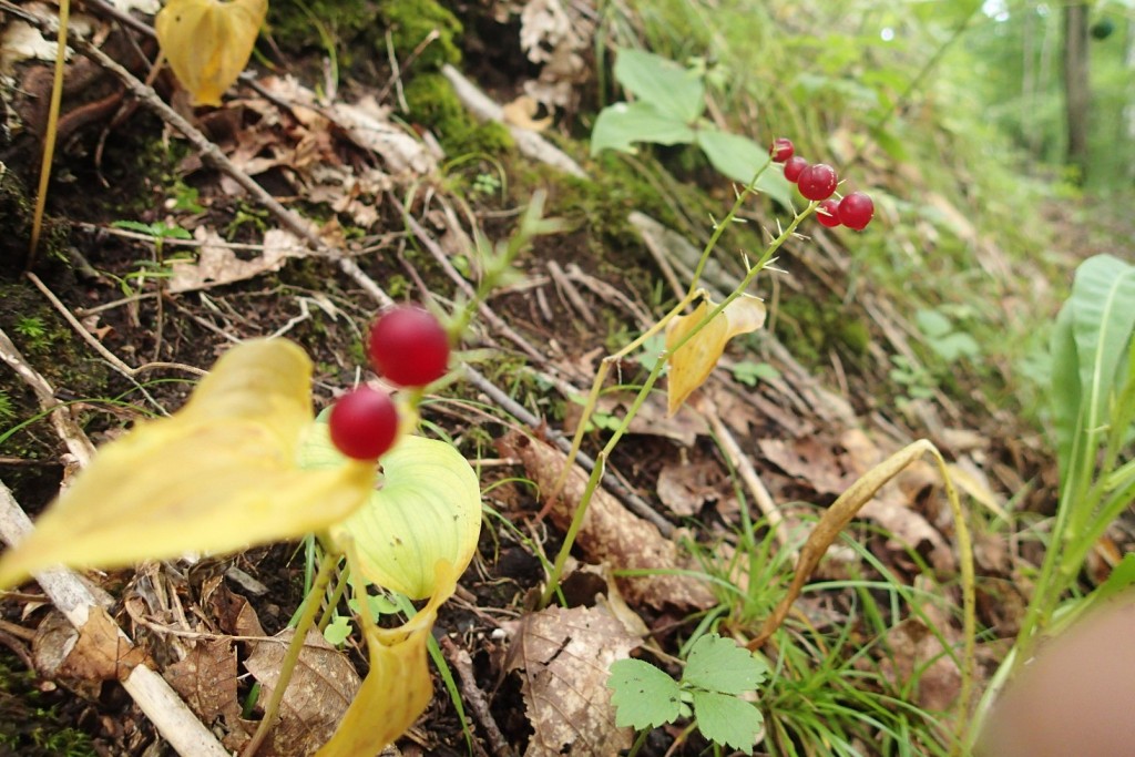 マイヅルソウの実