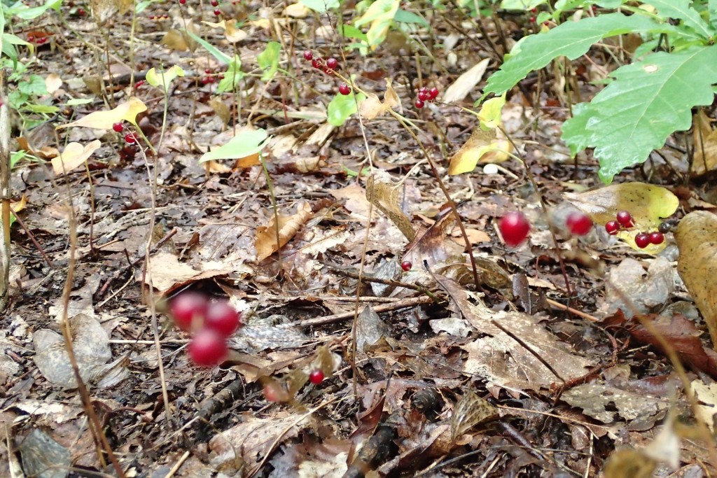 マイヅルソウの実