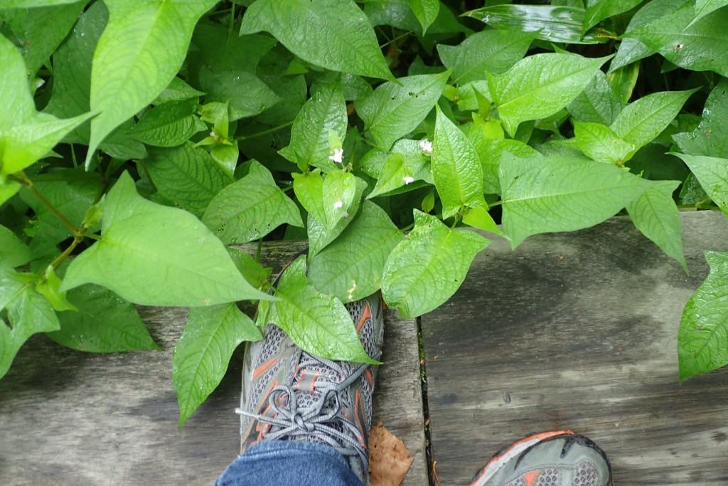 ミゾソバの葉大きく
