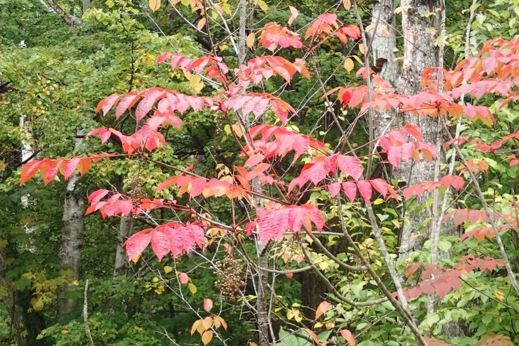 ヤマウルシ紅葉