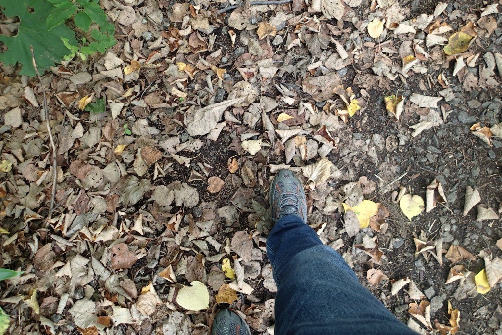 落ち葉