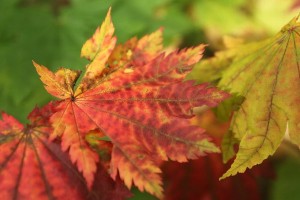 20151001Hauchiwakaede