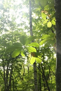 20151001HoonokiGreen