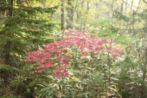 20151001SceneMokudou2