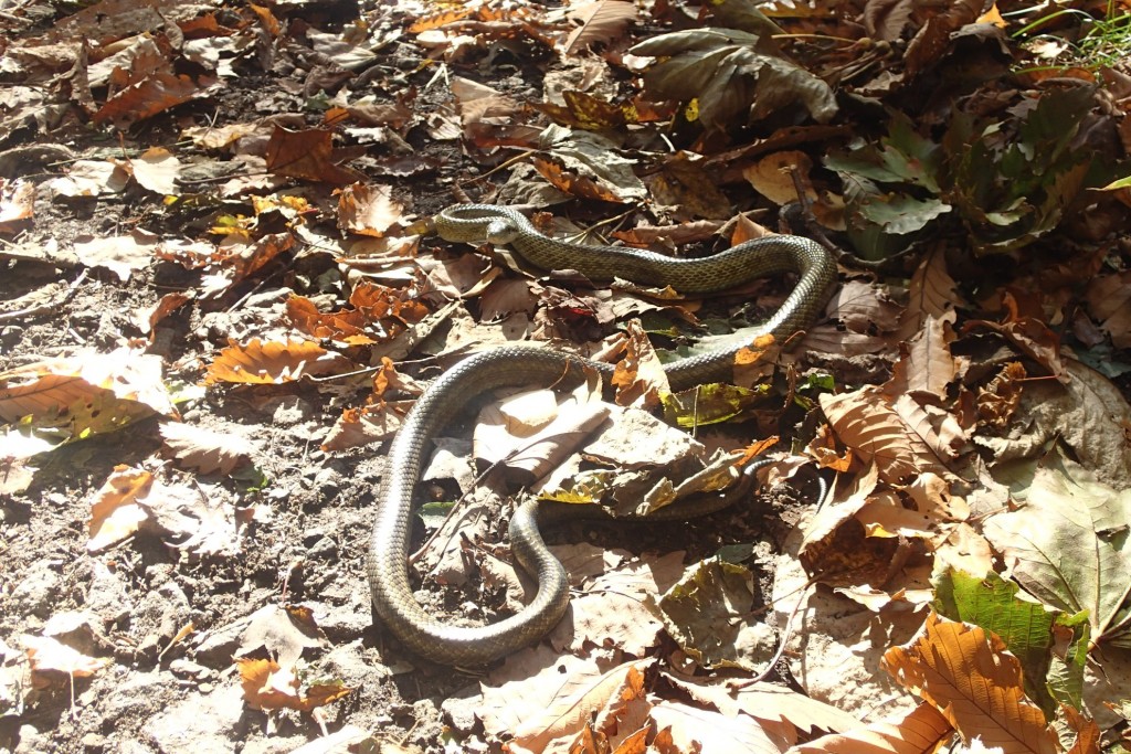 アオダイショウ