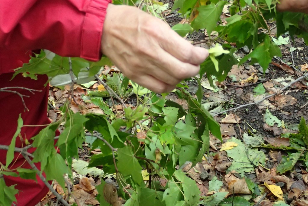 アカイタヤカエデ