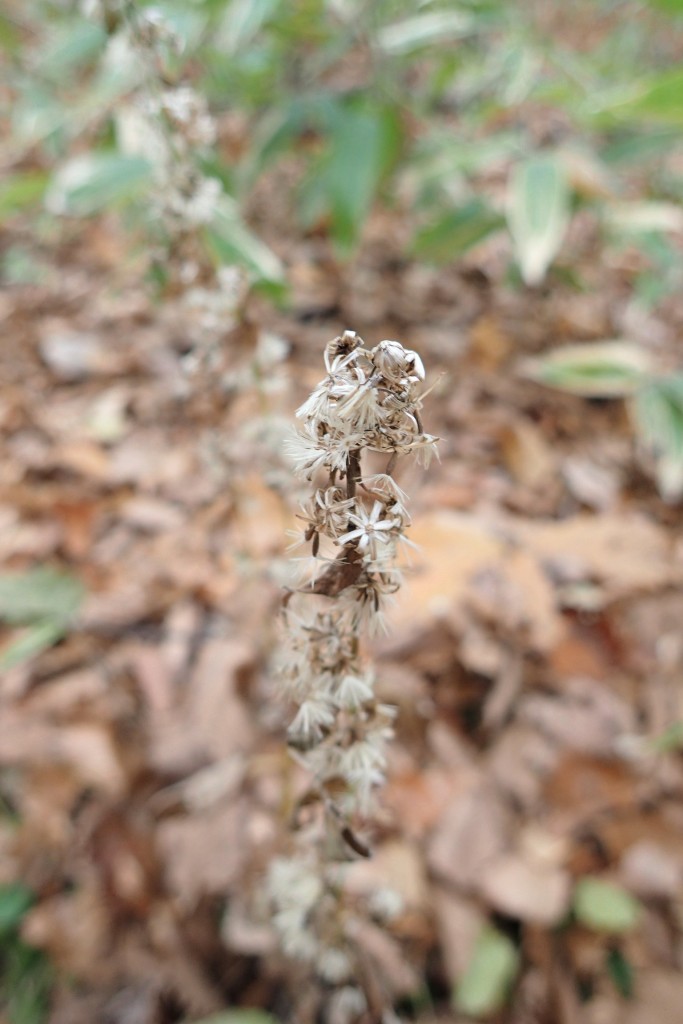 アキノキリンソウわた毛