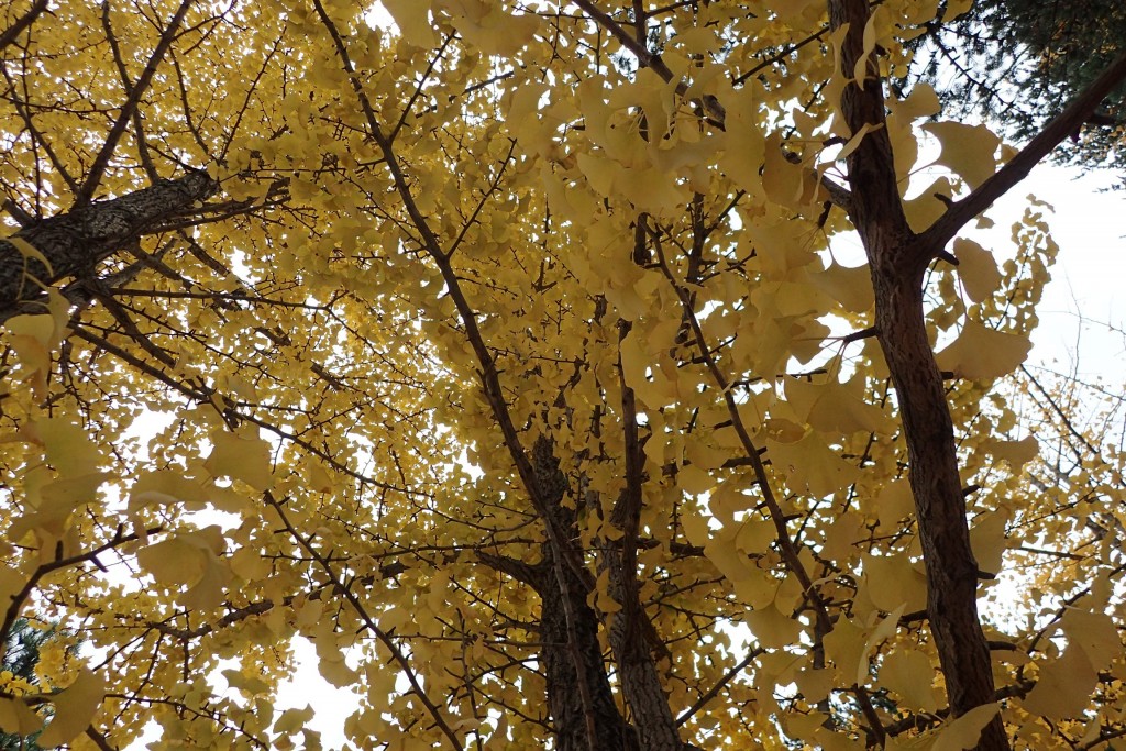 イチョウ黄葉