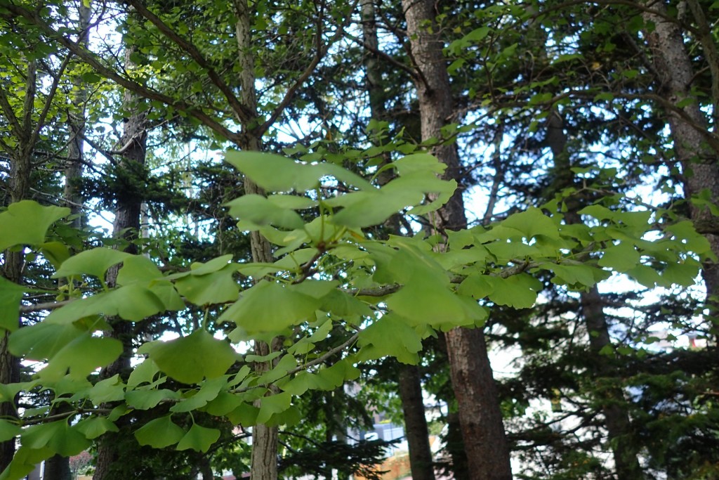 イチョウ２