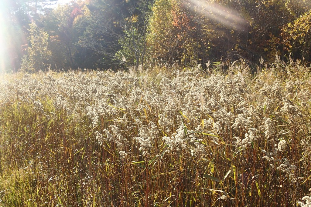 オオアワダチソウ