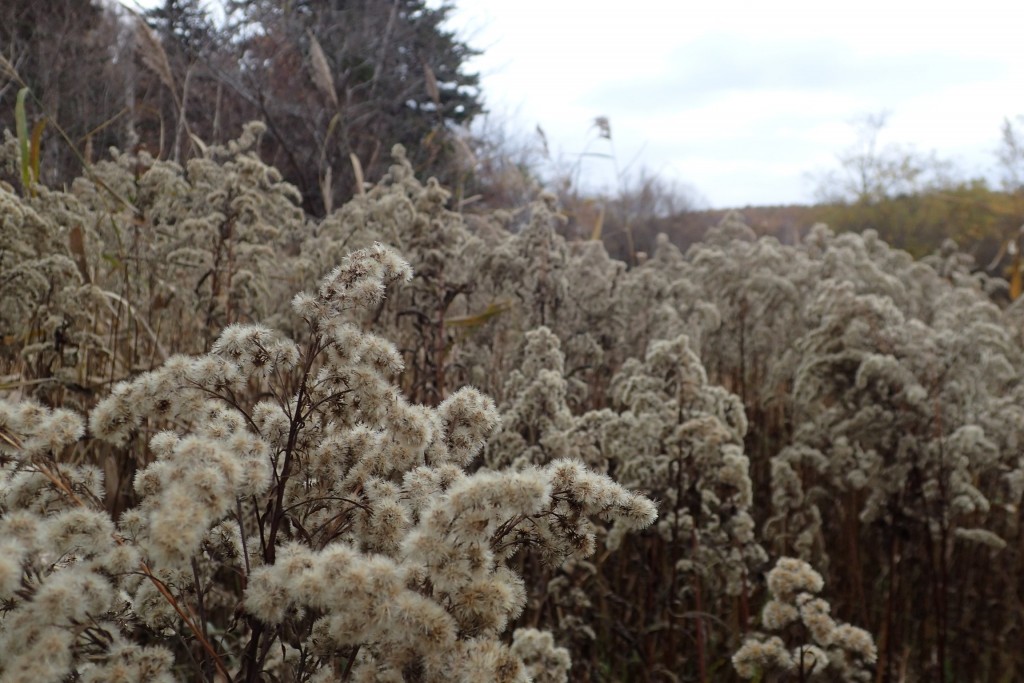 オオアワダチソウわた毛