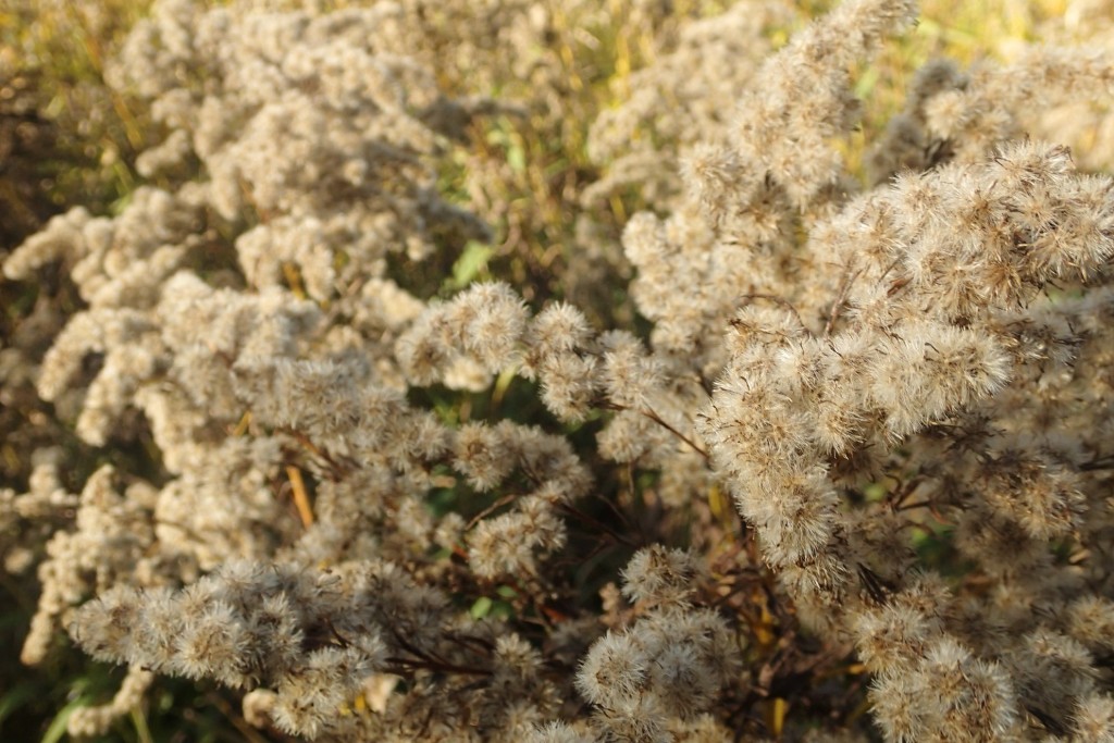 オオアワダチソウ２