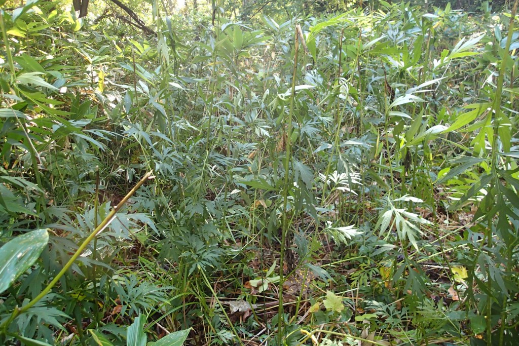 オオハンゴンソウ防除前