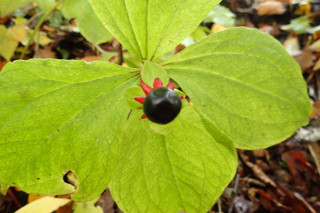 ツクバネソウの実