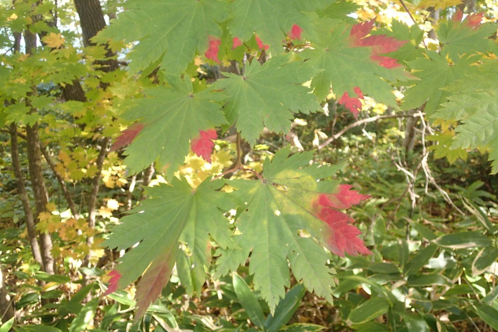 ハウチワカエデ１