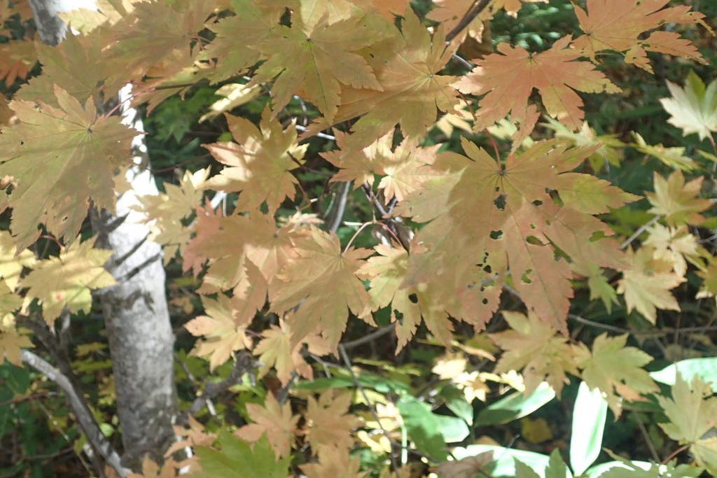 ハウチワカエデ２