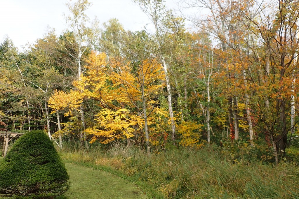 パーゴラ広場から見るカツラ
