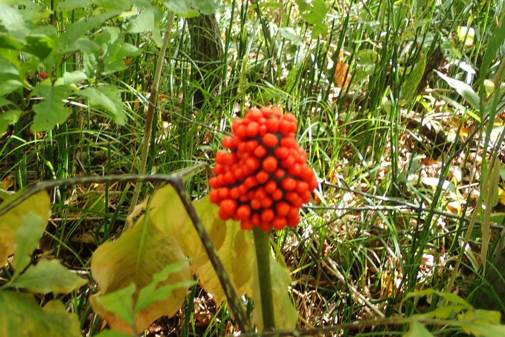 マムシグサの実