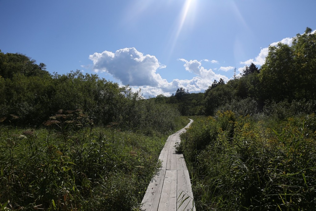 湿原の景色