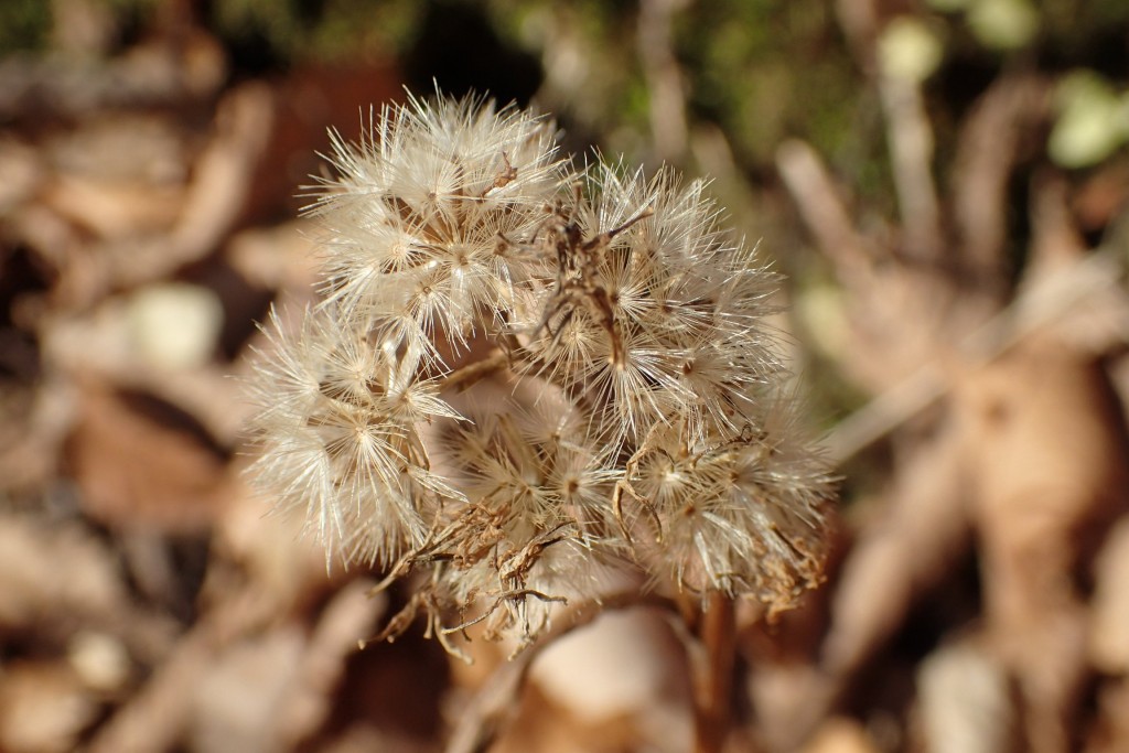 アキノキリンソウのわた毛2