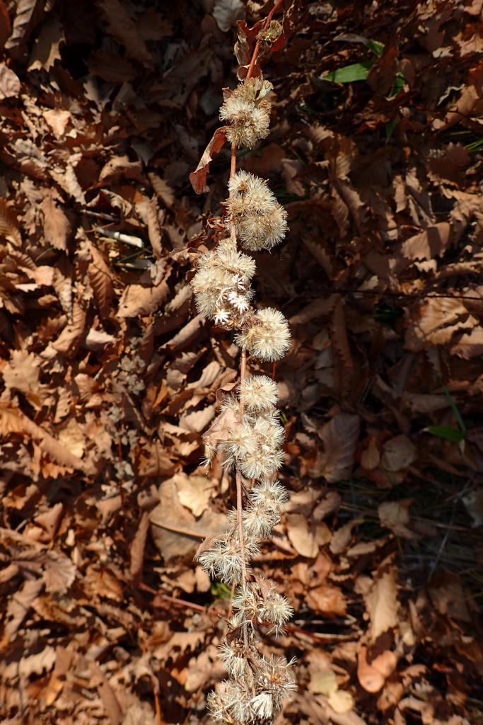 アキノキリンソウわた毛１