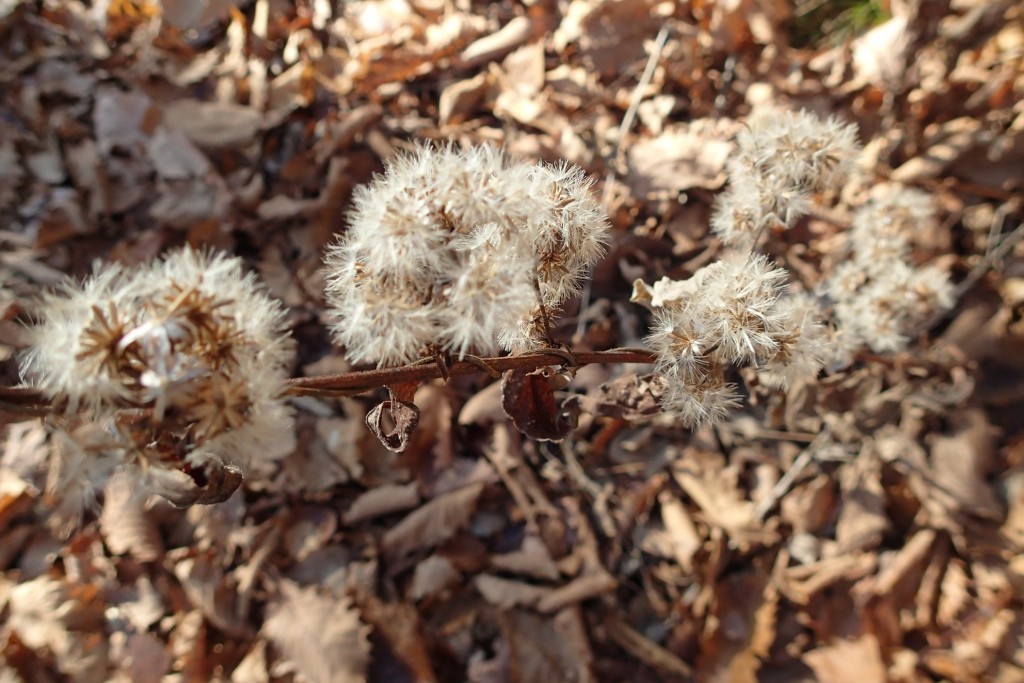 アキノキリンソウ綿毛