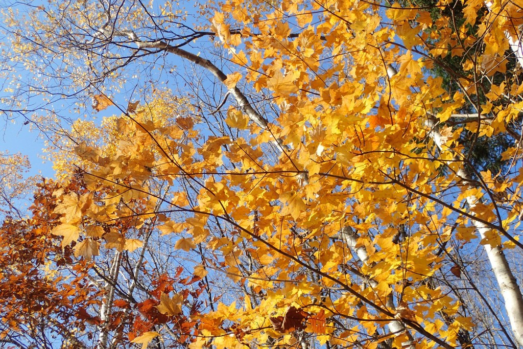 イタヤカエデ