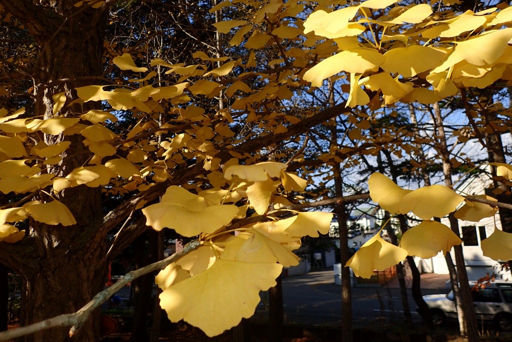 イチョウ.２JPG