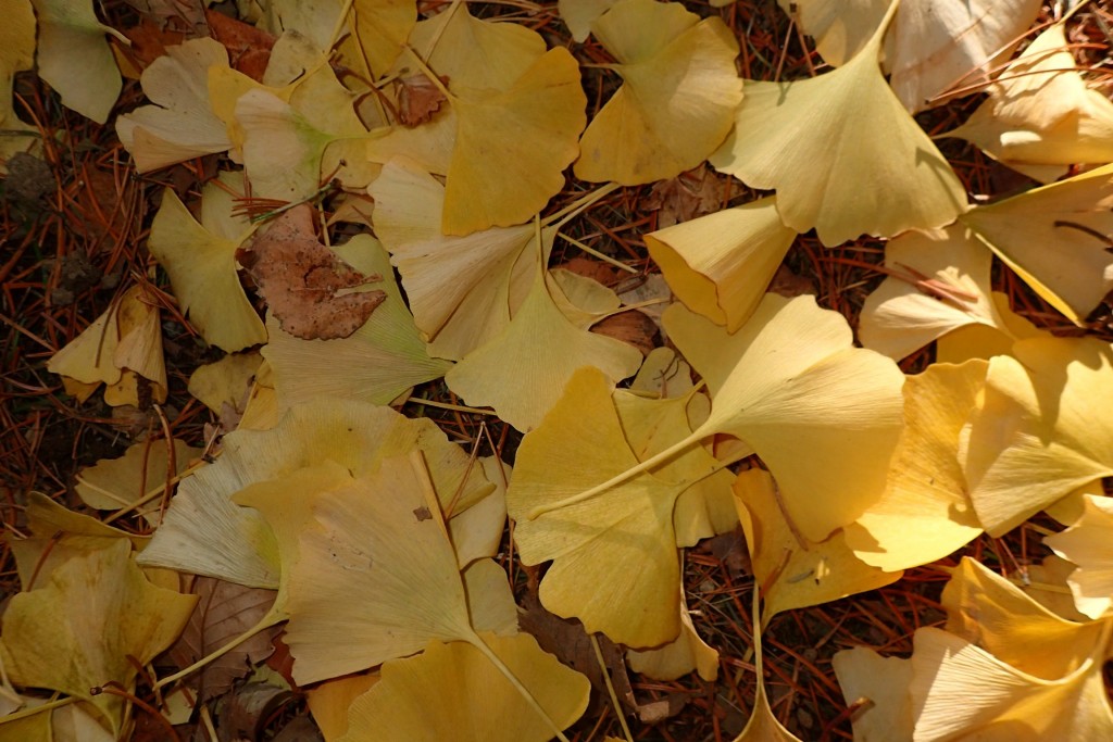 イチョウの葉２