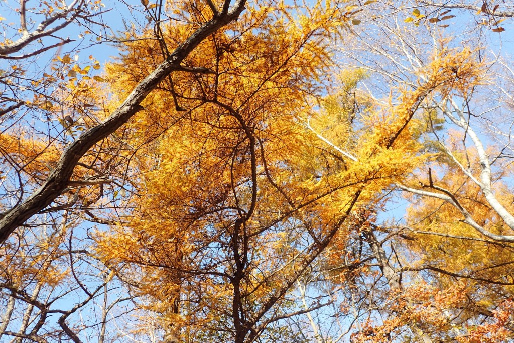 カラマツの黄葉