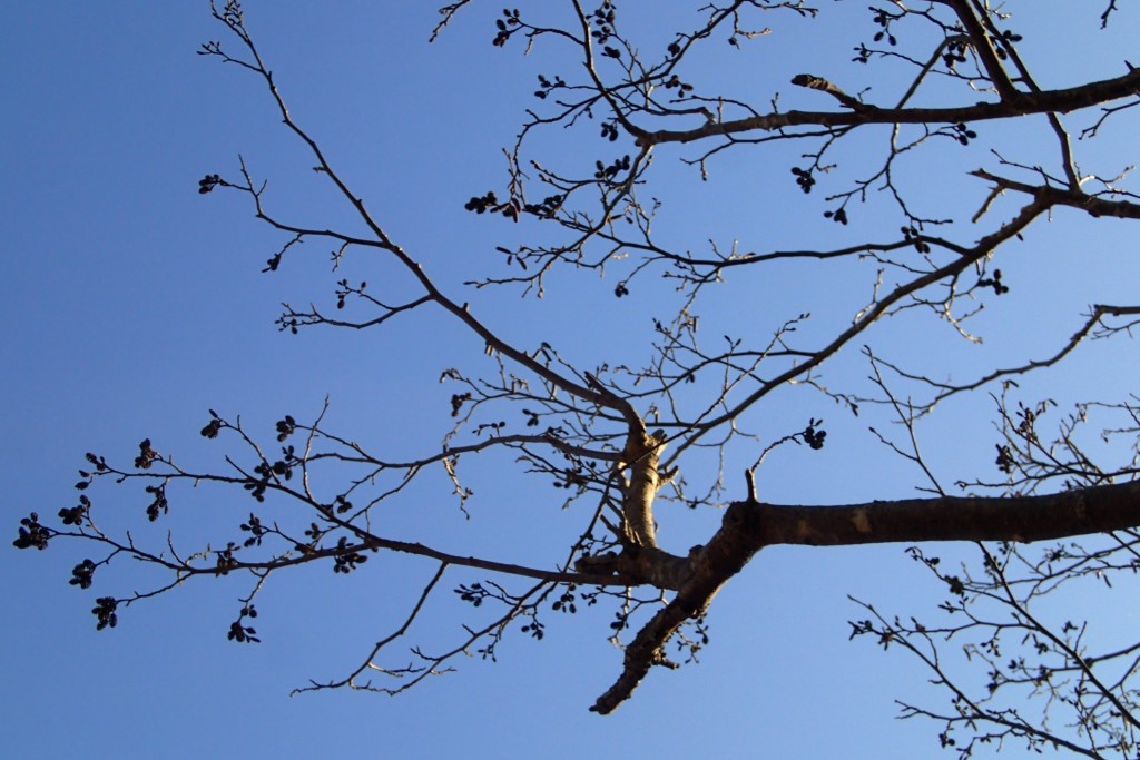 ケヤマハンノキ