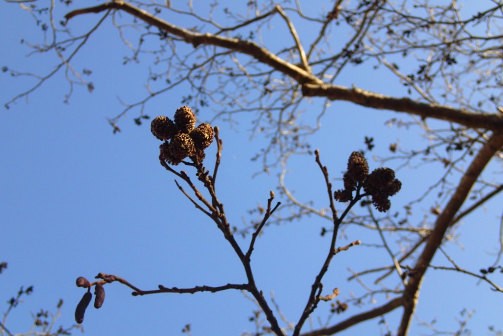 ケヤマハンノキの松ぼっくり