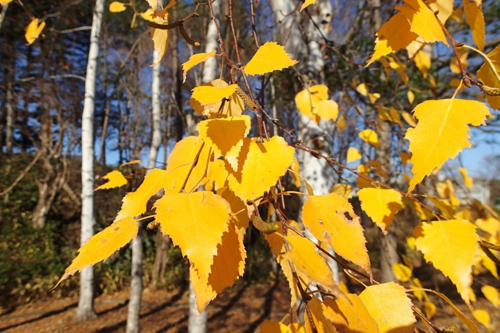 シラカンバの黄葉