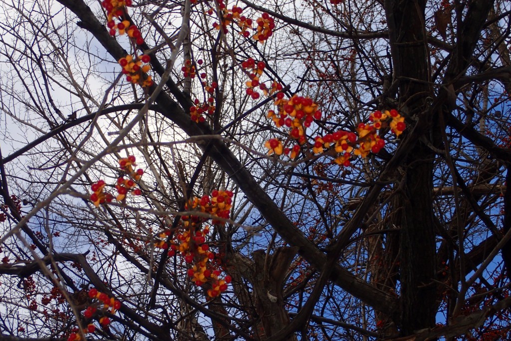 ツルウメモドキの実