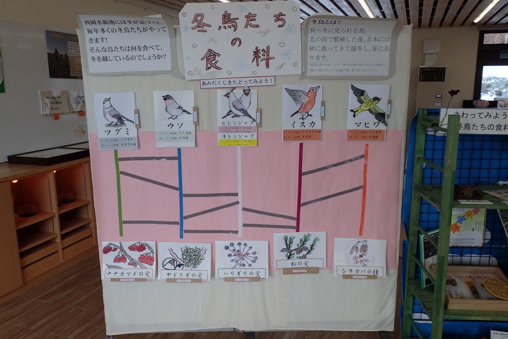 冬鳥展示