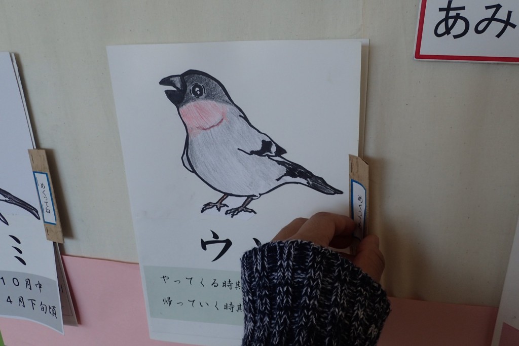 冬鳥展示３