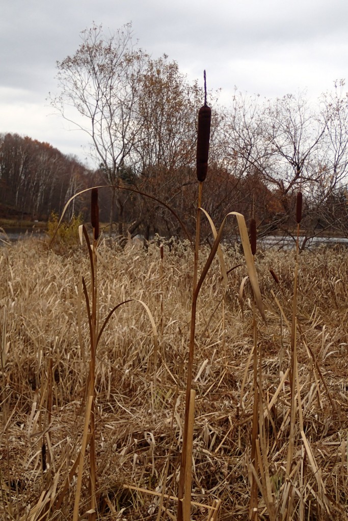 見晴台近くのガマ