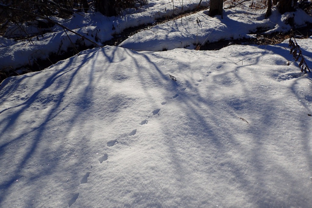 キツネの足跡かな？