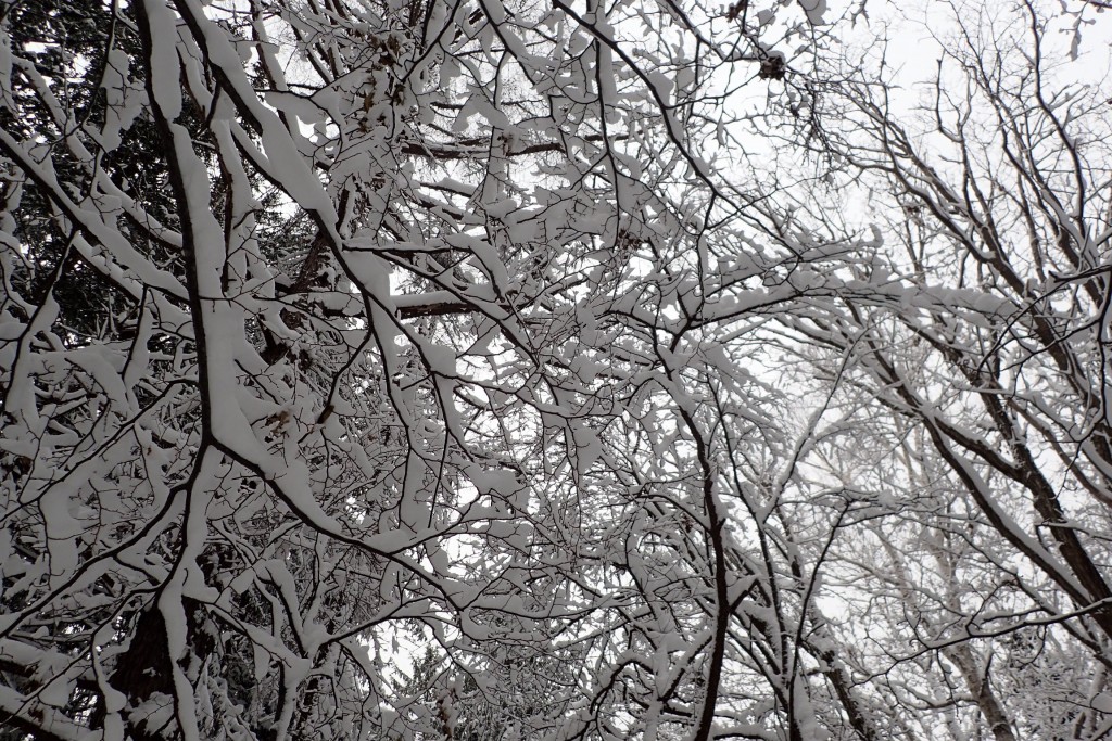 枝の雪
