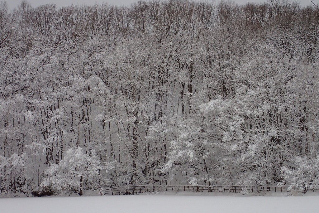 雪景色２